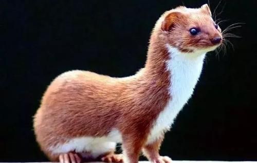 黄鼠狼怕什么，黄鼠狼怕狗或猫吗？什么情况下会害怕？图3