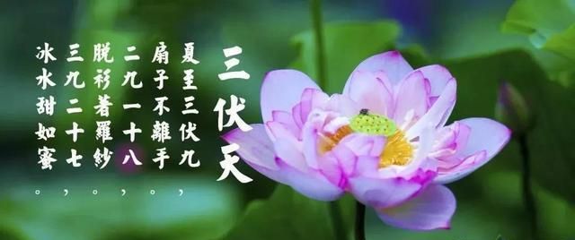 二伏天是几月几号2022