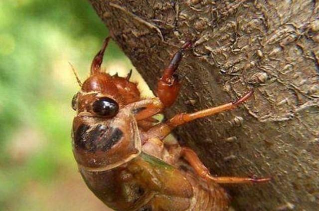 知了猴是什么味道，公知了猴什么味？图4