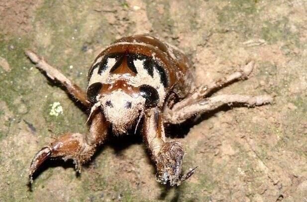 知了猴是什么味道，公知了猴什么味？图7