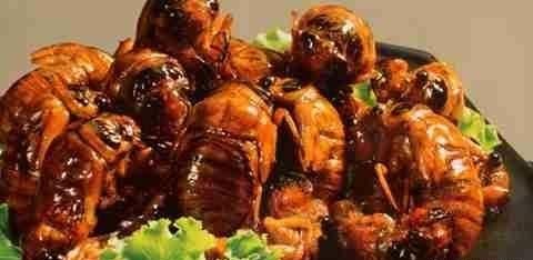 知了猴是什么味道，公知了猴什么味？图9