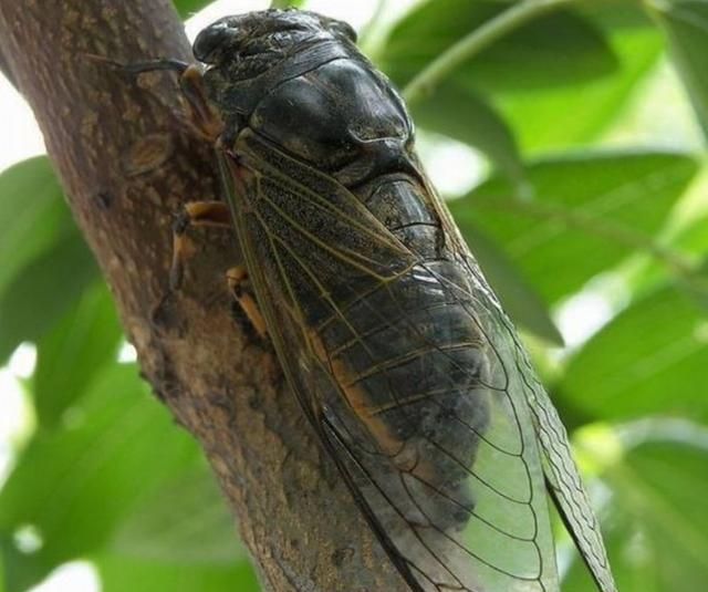 知了猴是什么味道，公知了猴什么味？图2