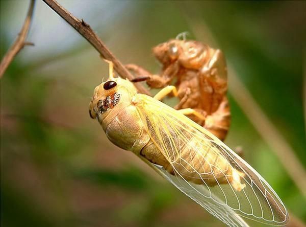 知了猴是什么味道，公知了猴什么味？图6
