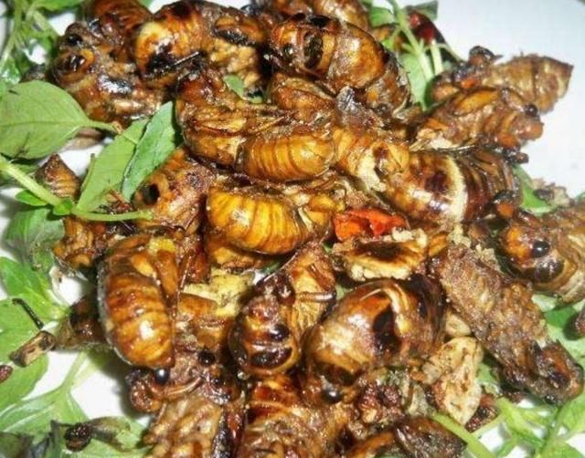 知了猴是什么味道，公知了猴什么味？图3