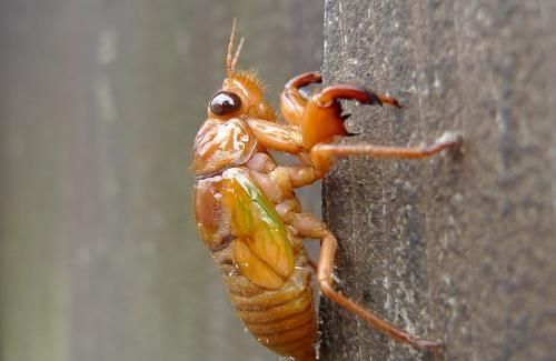 知了猴是什么味道，公知了猴什么味？图5