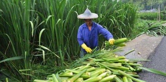 茭白为什么有黑点,茭白里面有黑点是不是坏了呀图1