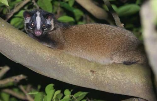 果子狸指什么生肖