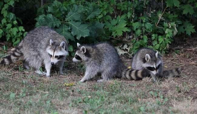 你是一只果子狸是什么意思