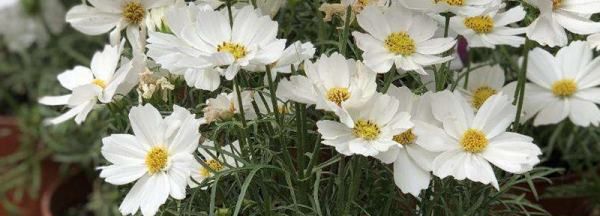 紫色矢车菊的花语,矢车菊的花语图3