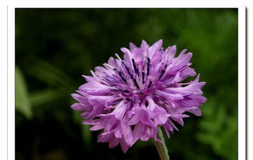 矢车菊的花语是什么意思