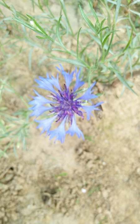 紫色矢车菊的花语,矢车菊的花语图8