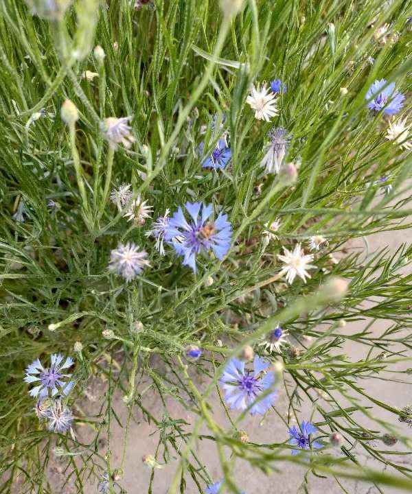 紫色矢车菊的花语,矢车菊的花语图5