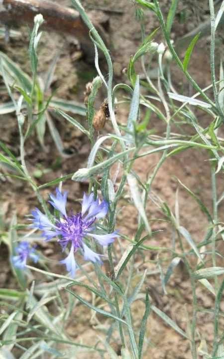 紫色矢车菊的花语,矢车菊的花语图7