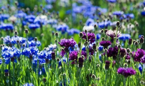 紫色矢车菊的花语,矢车菊的花语图1