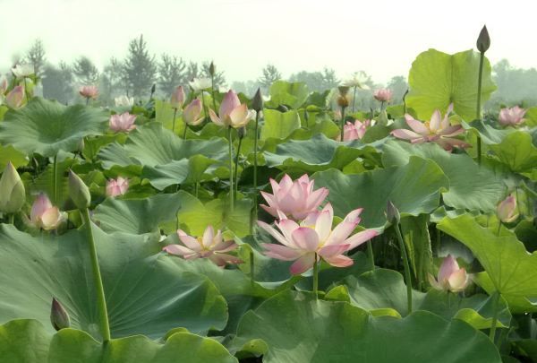 荷叶怎么挑选,自己采的荷叶能喝吗图4