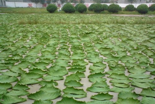 自己采的荷叶能喝吗