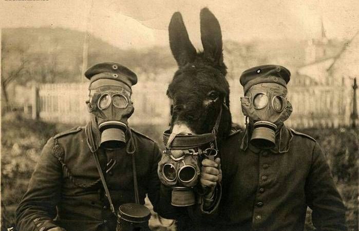 人们从哪种动物身上发明防毒面具呢