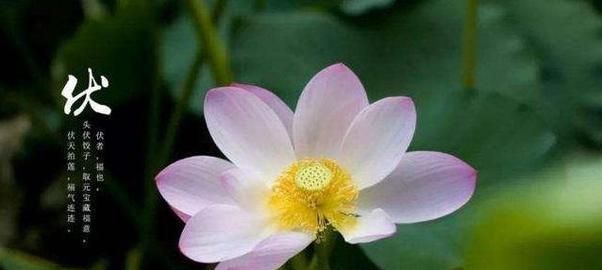 何为完整的三伏