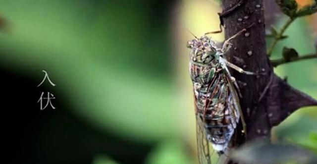 什么是三伏天,俗话说三伏天?图7