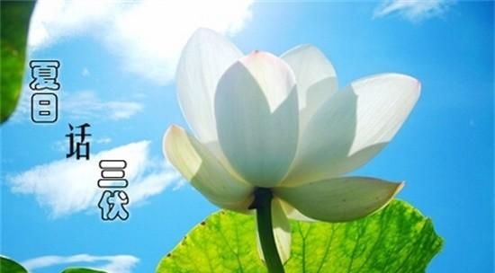 什么是三伏天,俗话说三伏天?图4