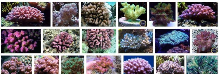 珊瑚有什么颜色