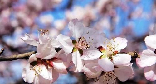 桃花仙人的桃花仙人指的是谁：桃花仙人是指哪位诗人