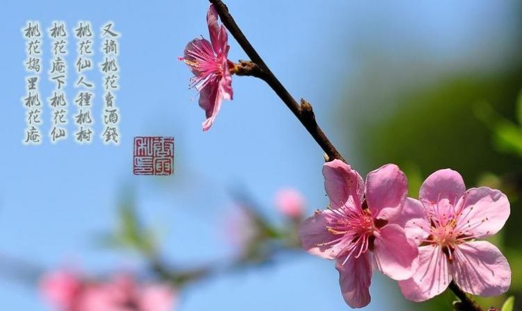 桃花仙人的桃花仙人指的是谁：桃花仙人种桃树的桃花仙人指的是谁