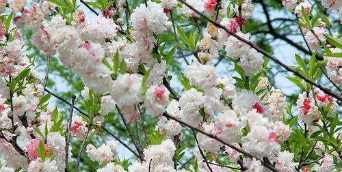 桃花仙人的桃花仙人指的是谁：桃花仙人是指谁