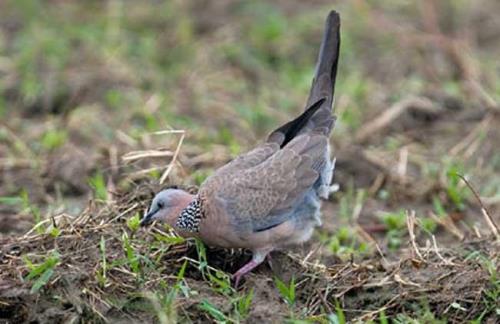 斑鸠吃什么食物的