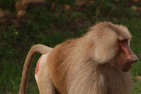 非洲体型最大的公狒狒