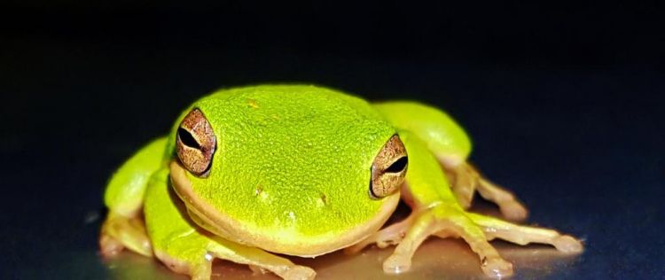 青蛙鸣叫是什么行为