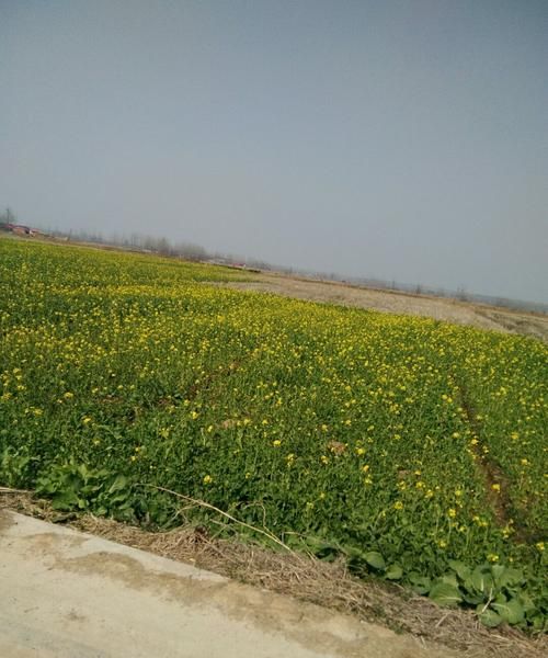 在安徽省六安市霍邱县种植什么比较好啊在安