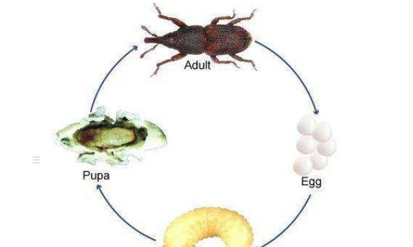 床上出现米虫怎么处理,房间天天有这种虫子图3