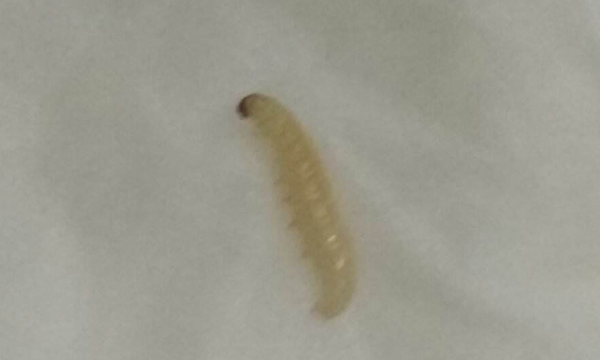 床上出现米虫怎么处理,房间天天有这种虫子图2