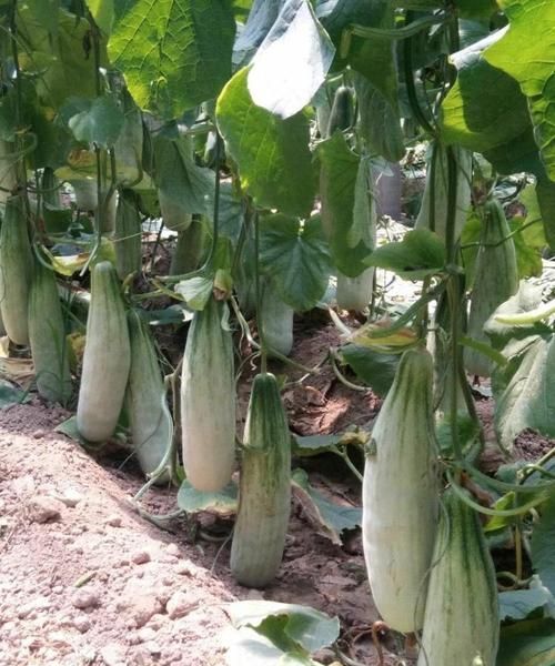 羊角蜜甜瓜要不要削皮