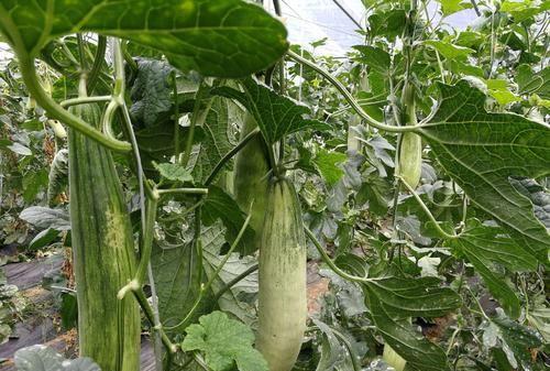 羊角蜜瓜是生吃还是熟吃