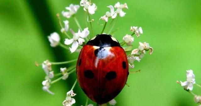 吃害虫的昆虫有哪些，会啃食木头的昆虫有哪些，有点像钳子一样锋利的嘴巴？图2