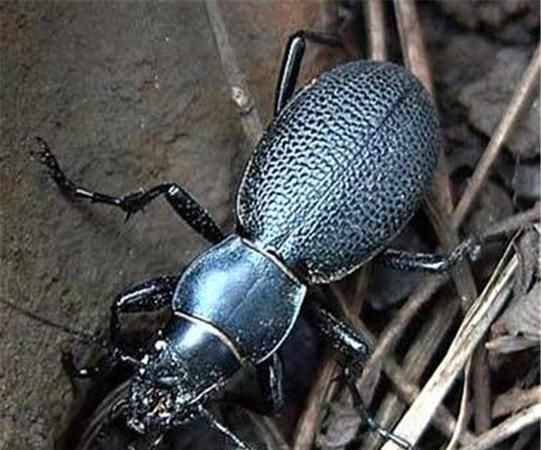 会啃食木头的昆虫有哪些，有点像钳子一样锋利的嘴巴