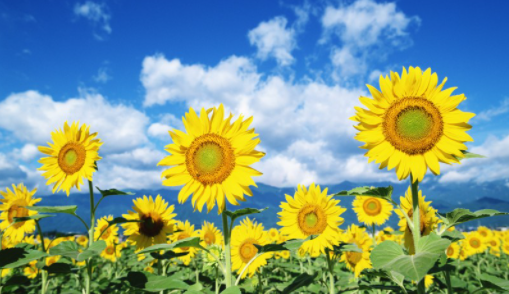 父亲节送什么花,父亲节给父亲送什么花好图2