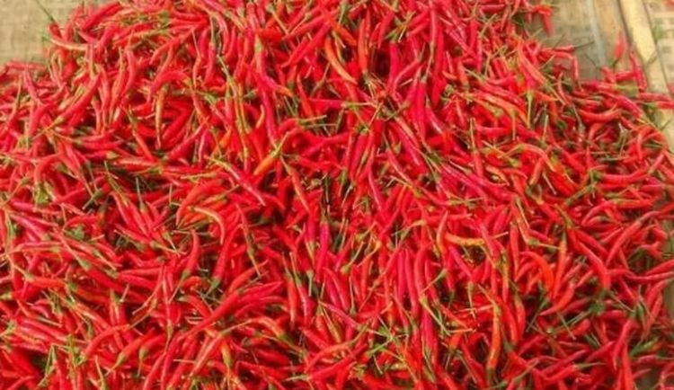 辣椒怎么晒干不变色,红辣椒怎么晒干不变白