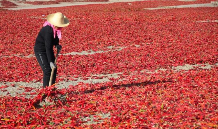 红辣椒怎么晒干不发白