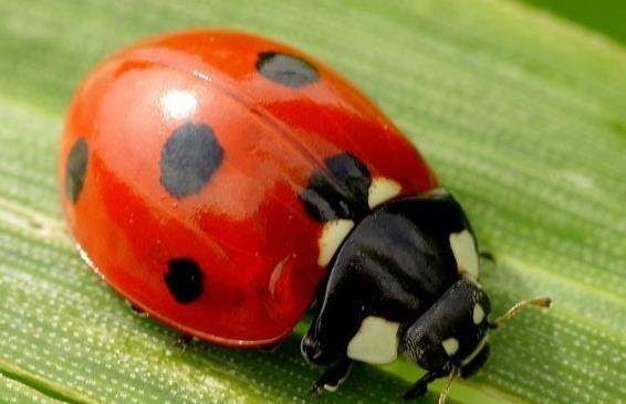 瓢虫飞时的特点,瓢虫的形象特点是什么图3