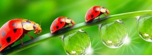 瓢虫飞时的特点,瓢虫的形象特点是什么图2