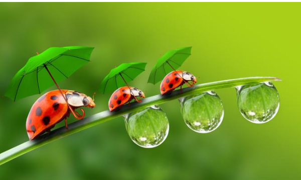 瓢虫飞时的特点,瓢虫的形象特点是什么图4