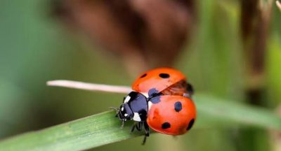 ​瓢虫飞时的特点,瓢虫的形象特点是什么