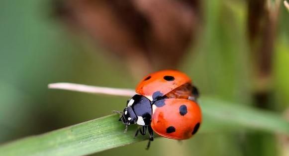 瓢虫的形象特点是什么