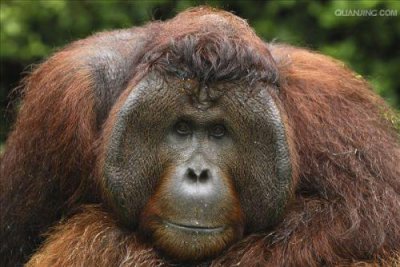 ​“猩”怎样组词