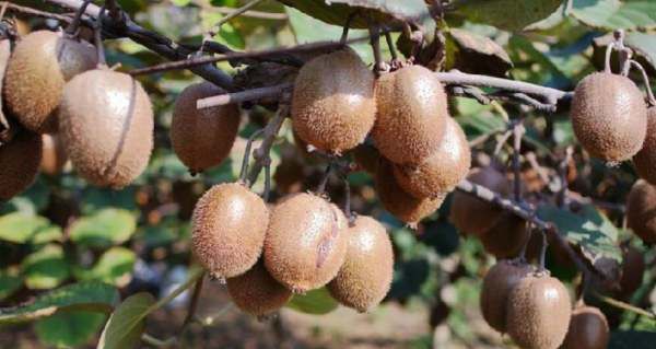 猕猴桃透明了还能吃,猕猴桃有点透明是坏了吗图4