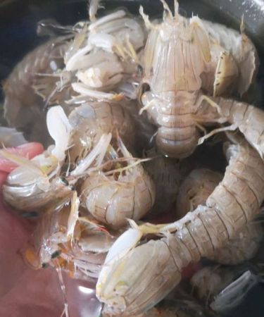 皮皮虾用去虾线吗