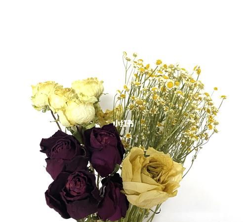 满天星吊干花需要几天